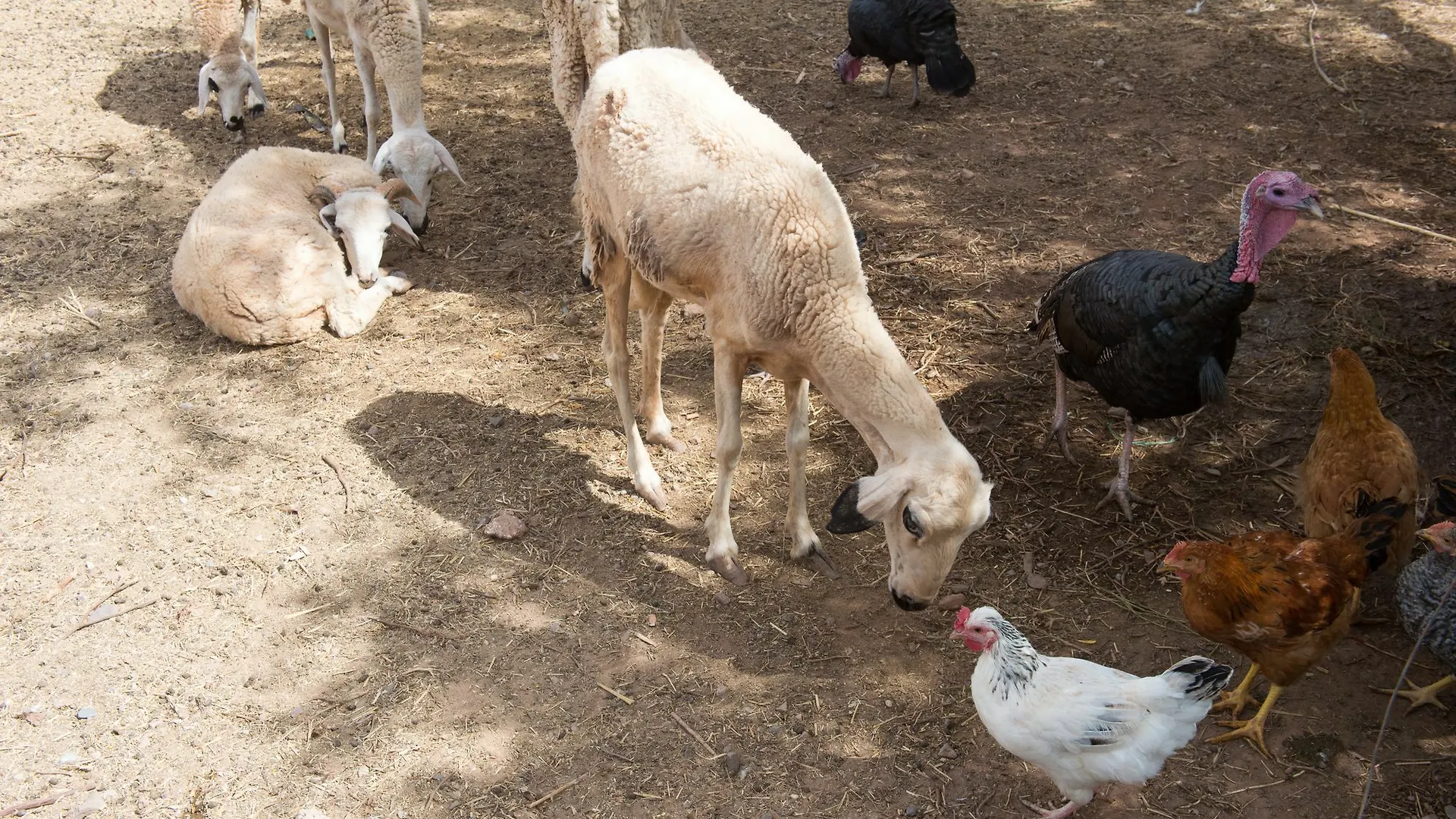 Hotel La Ferme El Dar Marrakesz Maroko